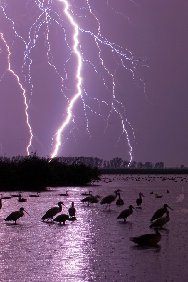 «Птицы слоняются по озеру под огромными вспышками молний». Фото: Bence Mate