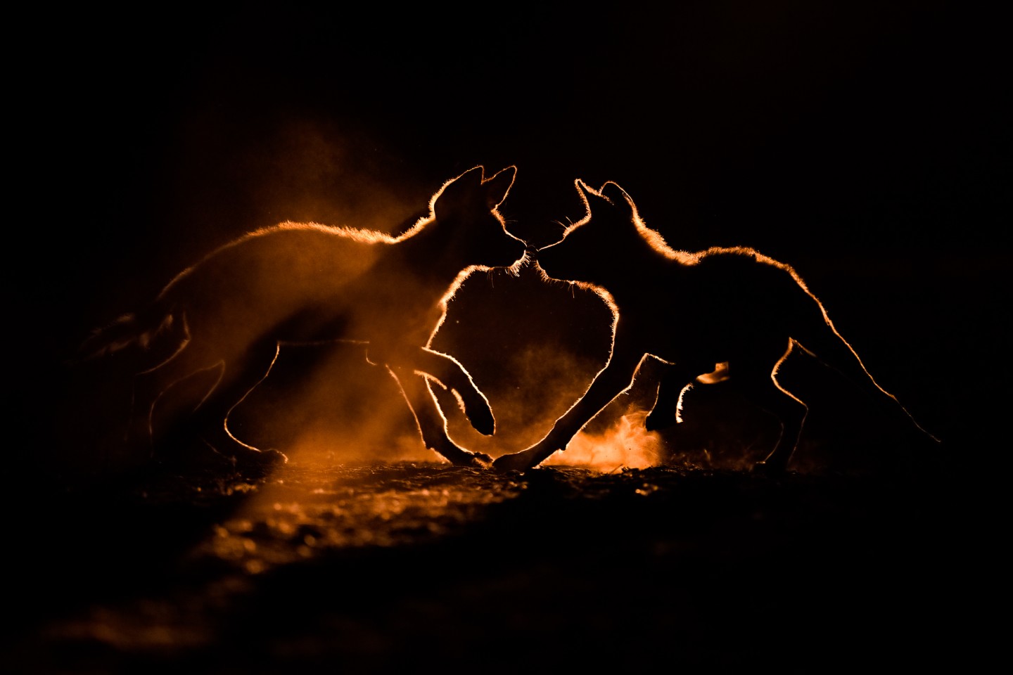 «Пара щенков диких собак играет в пыли в Южной Африке после того, как фотограф отслеживал их в течение пяти недель». Фото: Bence Mate