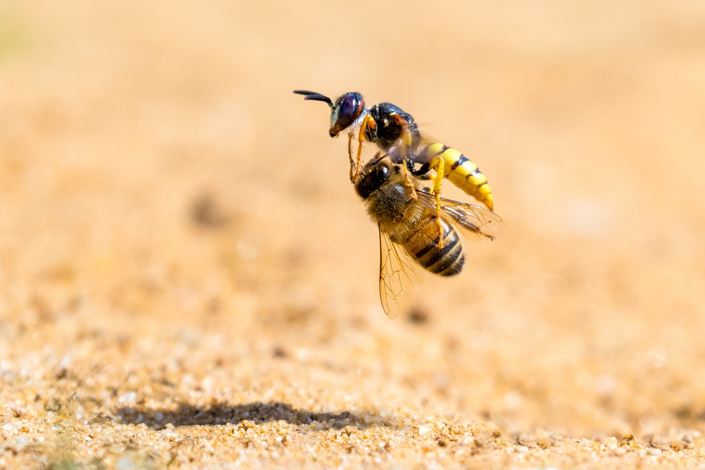 «Оса уносит добычу, бедную ничего не подозревающую пчелу». Фото: Simon Jenkins