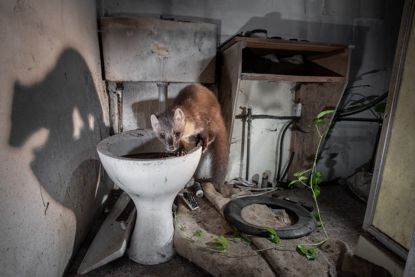 «Лесная куница исследует туалет в заброшенном коттедже в Шотландском нагорье». Фото: James Roddie