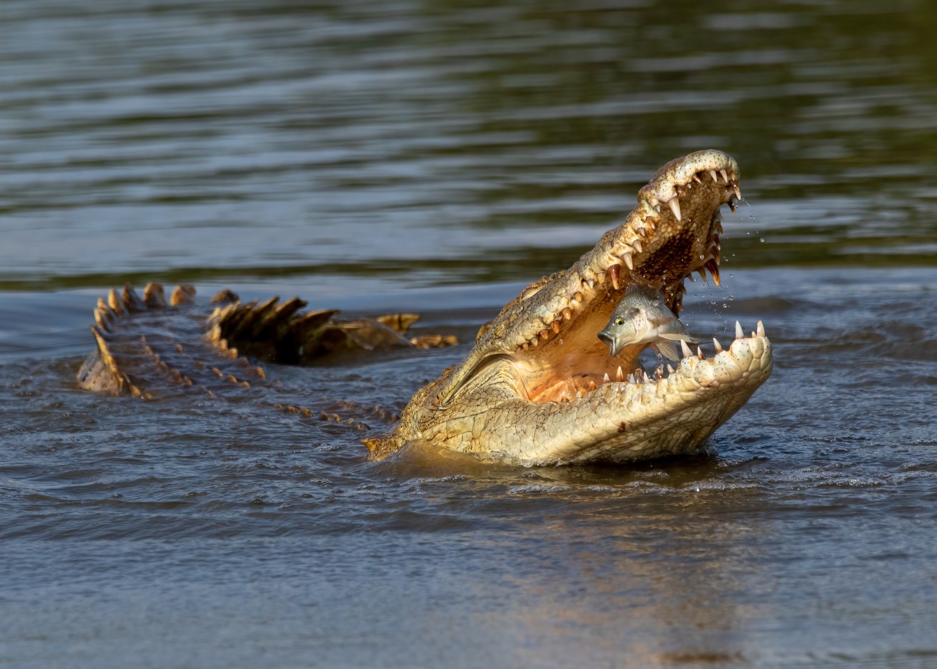 «Крокодил схватил рыбу в Южной Африке». Фото: Johan Wandrag