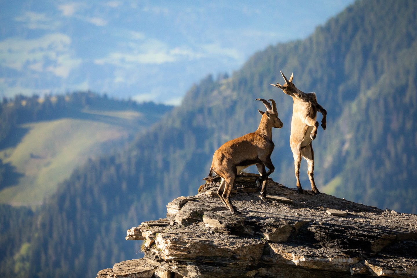 «Горные козы делятся уроками боя в Швейцарии». Фото: Raphael Schenker