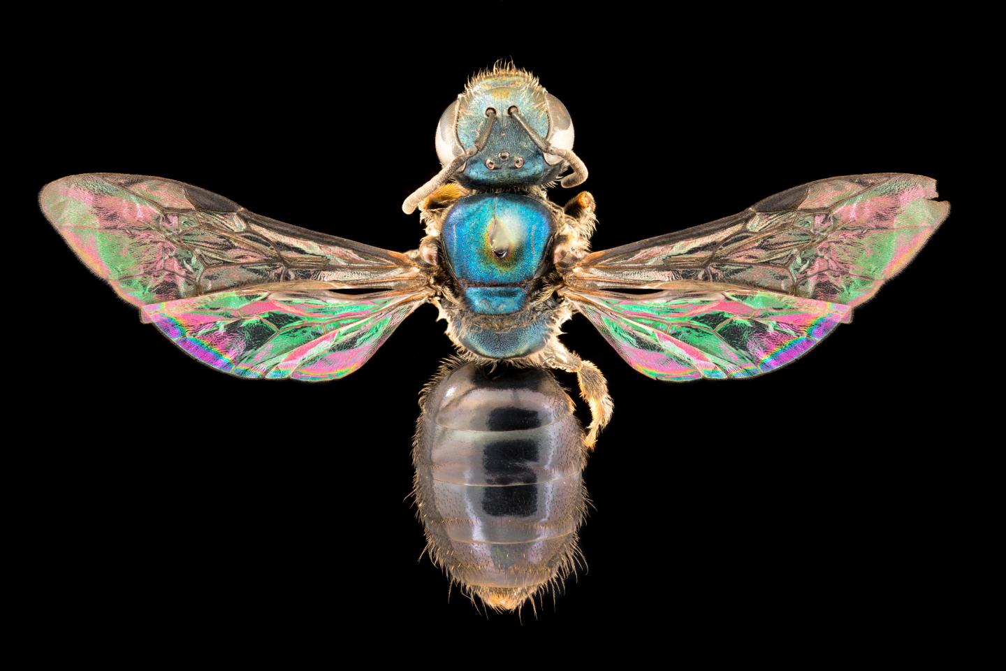 Великолепный образ «радужной» пчелы.