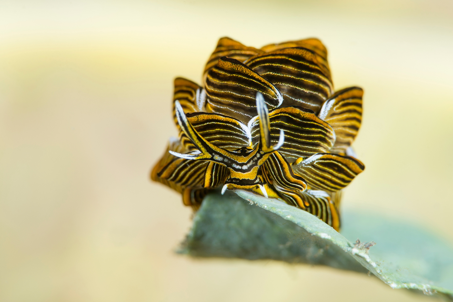 Победитель в номинации «Макросъемка». Морской слизень-бабочка (Cyerce nigra) "стоит" на водорослях. Длина тела существа составляет всего 15 мм. Папуа - Новая Гвинея. Фото: Yury Ivanov/Through Your Lens