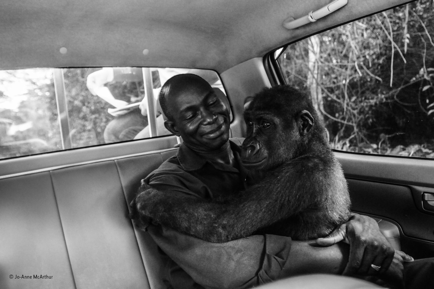 Приз зрительских симпатий: "Пикин и Апполинар". Горилла по имени Пикин, была поймана браконьерами и должна была продаваться на мясо на черном рынке, но была спасена благотворительной некоммерческой организацией Ape Action Africa. Фотограф Джо-Энн МакАртур сняла эту фотографию, когда гориллу перемещали из своего бывшего ограждения в безопасном лесном заповеднике в Камеруне в новое и более крупное убежище вместе с другой группой горилл. Сначала она была спокойна, но во время перехода к новому заповеднику проснулась. К счастью, она была не только очень сонливой, но и была в объятиях своего смотрителя, Апполинара Нидоудоу (Appolinaire Ndohoudou), и поэтому она оставалась спокойной на протяжении всего ухабистого драйва. Фото: Jo-Anne McArthur/Natural History Museum