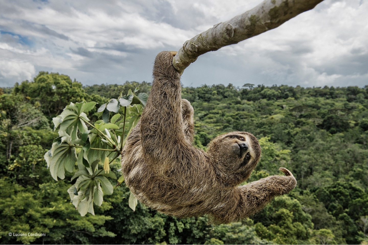 Финалист: "Ленивец на тусовке". Фотограф Лучано Кандисани должен был подняться на дерево - Цекропия, в защищенном атлантическом тропическом лесу на юге Баии, Бразилия, чтобы сделать снимок этого трёхпалого ленивца. Ленивцы любят питаться листьями этих деревьев, и поэтому они часто видны высоко в кроне деревьев. Фото: Luciano Candisani/Natural History Museum