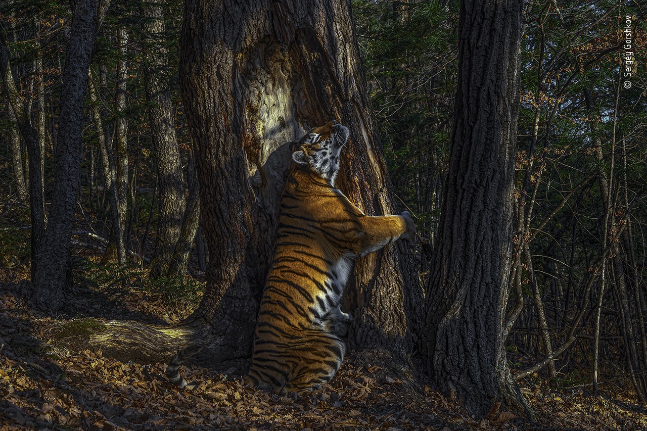 Абсолютный победитель и победитель в категории «Животные в окружающей среде»: «Дикий и свободный амурский тигр!». Фото: Sergey Gorshkov/Wildlife Photographer of the Year