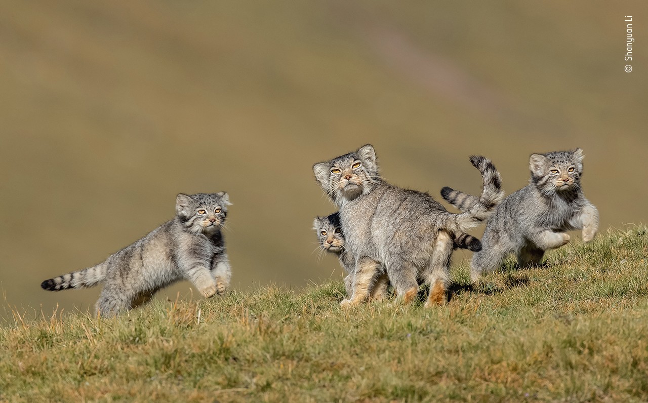Победитель в категории «Млекопитающие»: «Когда мама говорит, беги». Фото: Shanyuan Li/Wildlife Photographer of the Year