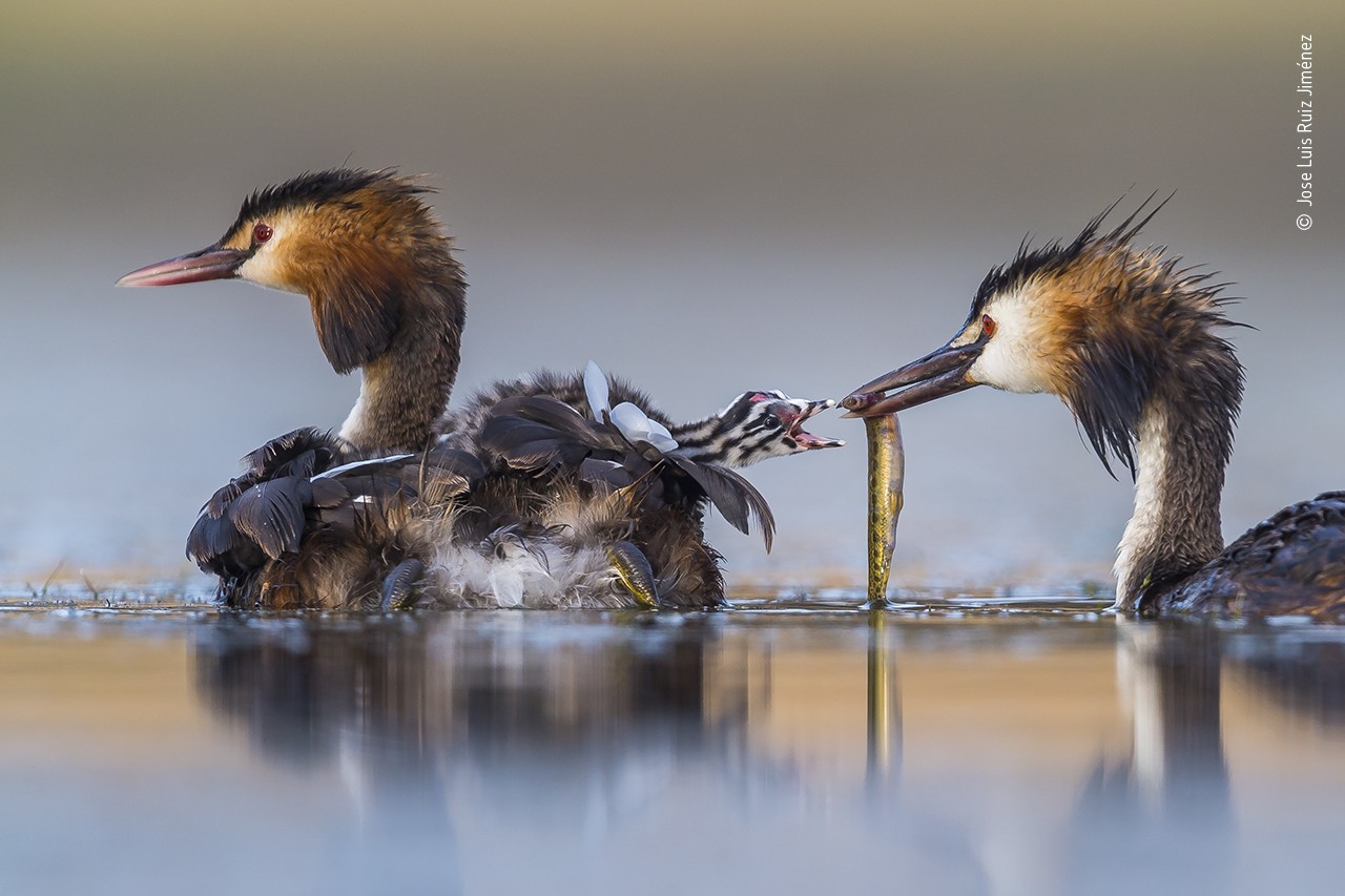 Победитель в категории Поведение: «Птицы - Большая поганка». Фото: Jose Luis Ruiz/Wildlife Photographer of the Year