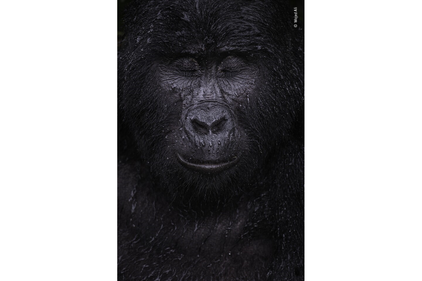 «Раздумье». Победитель в категории "Портреты животных". Восточная горная горилла (лат. Gorilla beringei beringei) . Фото: © Majed Ali, Wildlife Photographer of the Year