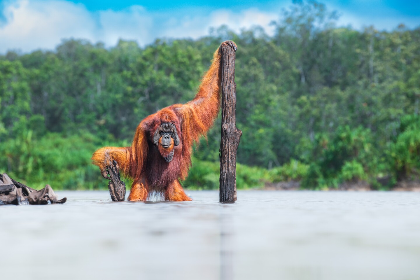 Животные в их среде обитания. Борнейский орангутан. Борнео. Фото: Thomas Vijayan