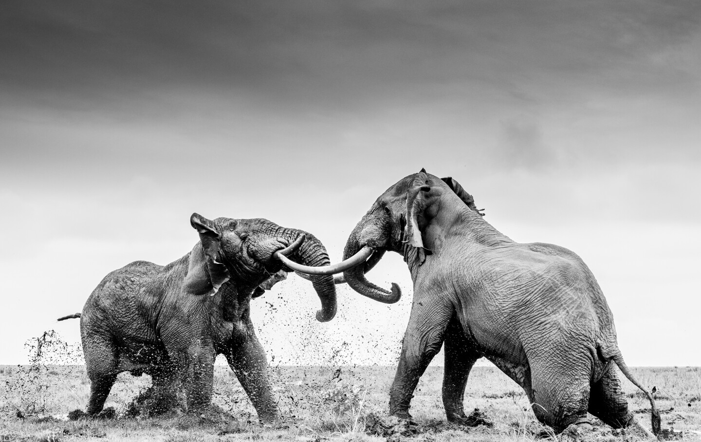 Поведение - Млекопитающие. «Драка в джунглях». Два слона спаррингуют друг с другом. Национальный парк Амбосели, Кения Фото: William Fortescue