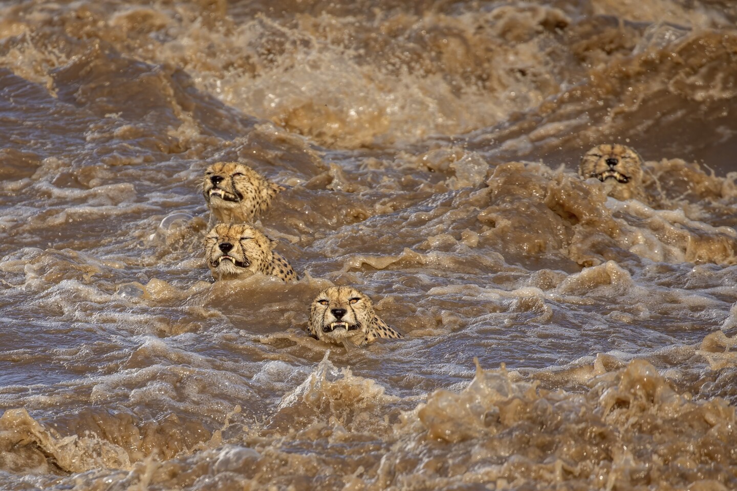 Поведение - Млекопитающие. Пять самцов гепардов. Заповедник Масаи Мара в Кении. Фото: Buddhilini De Soyza