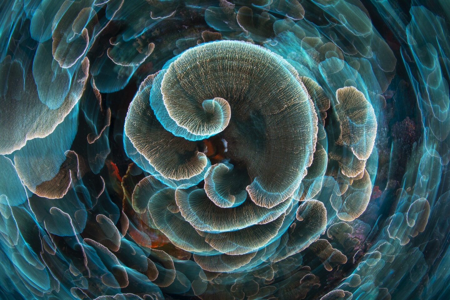 Искусство природы. Салатный коралл (лат. Agaricia agaricites). Острова Раджа-Ампат, Индонезия. Фото: Gabriel Barathieu