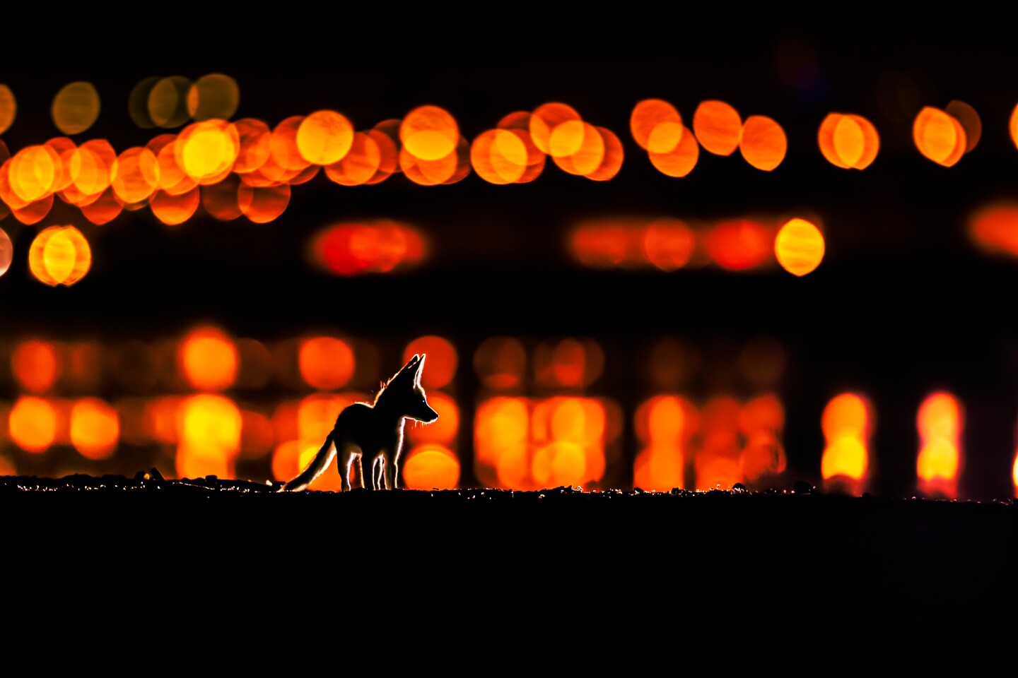 Городская дикая природа. Арабские рыжие лисы (Vulpes vulpes arabica). Эль-Кувейт. Фото: Mohammad Murad