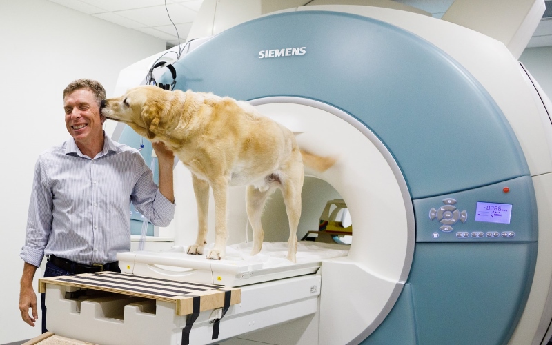 Грегори Бернс и ретривер по кличке Дзен на МРТ-сканировании.