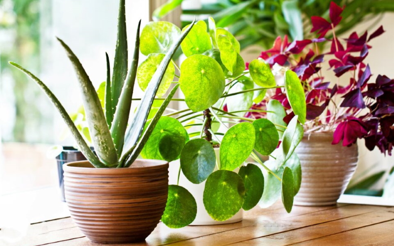 Горшечные растения могут удалять загрязняющий диоксид азота в помещении.