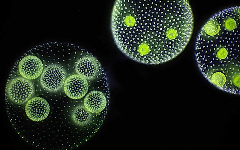 Во́львокс (лат. Volvox) — род подвижных колониальных организмов, относящийся к отделу зелёных водорослей. Обитают в стоячих пресных водоёмах. При массовом размножении вызывают цветение воды, окрашивая её в зелёный цвет.