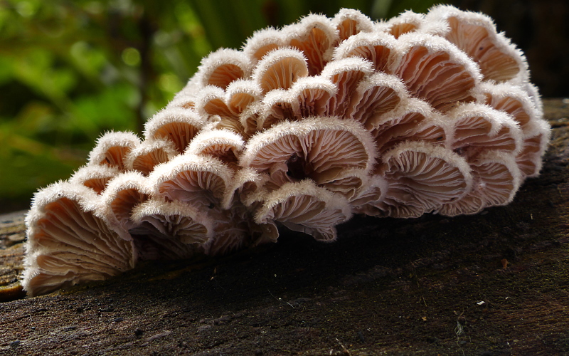 Щелелистник обыкновенный (лат. Schizophyllum commune) — вид ксилотрофных агариковых грибов из рода щелелистников (Schizophyllum).