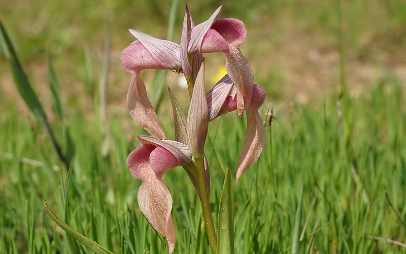 Вид орхидеи Serapias neglecta является эндемиком южной Европы.