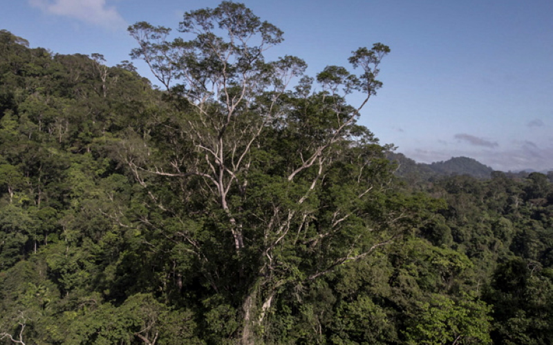 Самое высокое дерево в Амазонии — Angelim vermelho (Dinizia excelsa) — простирается над пологом джунглей.