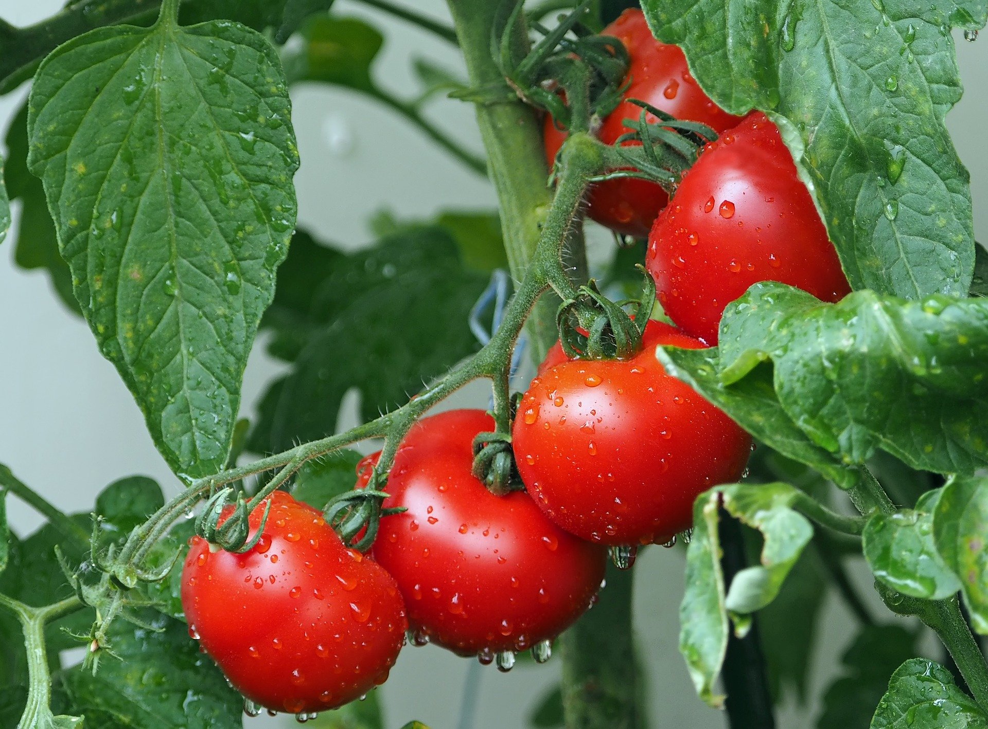 Исследования показывают, что плоды томатов могут посылать электрические предупреждающие сигналы «вверх по течению» к основному растению.