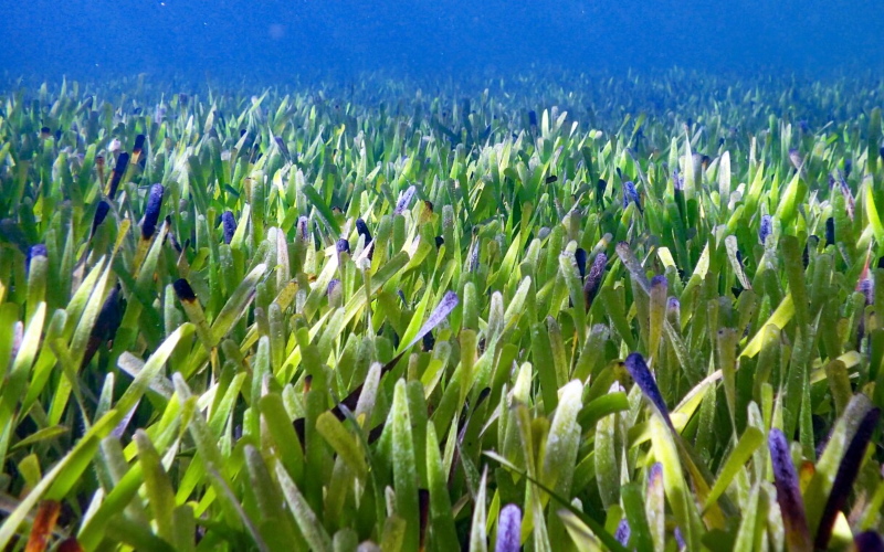 Участок луга с водорослями, признанный самым большим растением в мире.