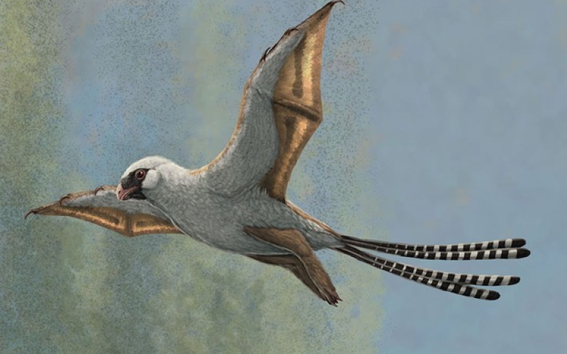 Реконструкция Ambopteryx longibrachium в скользящем полете.