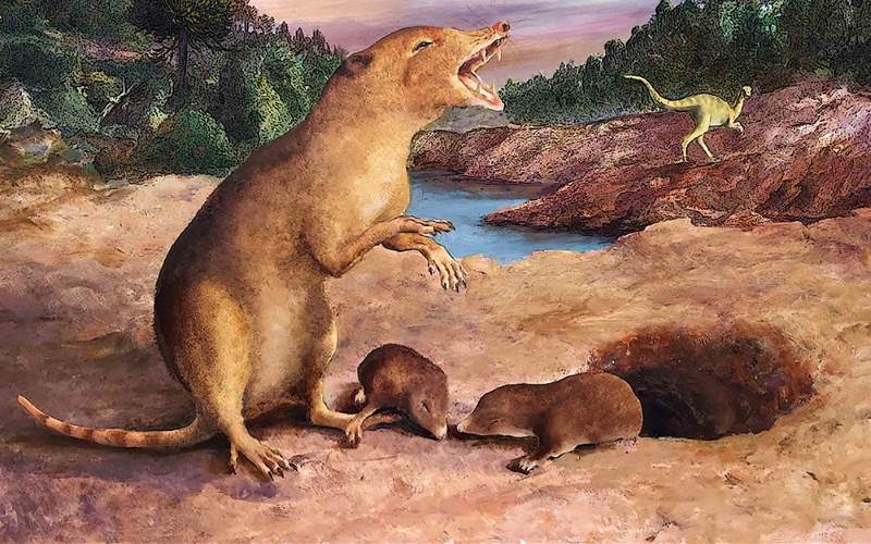 Впечатление художника от Brasilodon, животного возрастом 225 миллионов лет, которое, по утверждению ученых, в настоящее время является самым ранним известным млекопитающим.