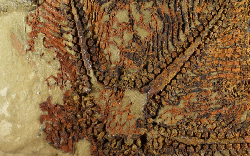 Окаменелости, обнаруженные несколько лет назад на горном хребте Антиатлас в Марокко, являются останками существа, которого теперь назвали Cantabrigiaster fezouataensis.