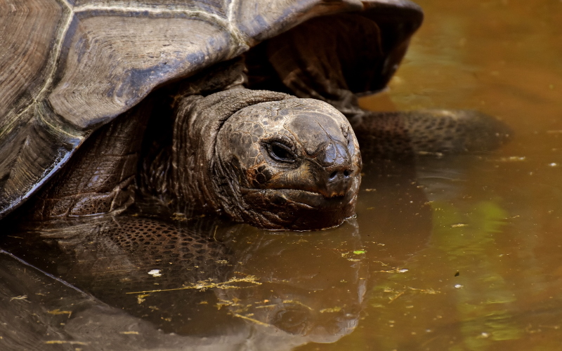 Ученые исследовали геном гигантской черепахи Галапагосских островов, чтобы выяснить, как они живут такой долгой жизнью без рака.