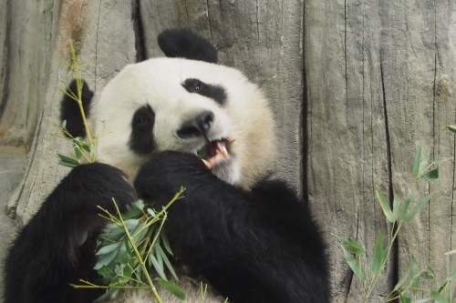 Отличительные черно-белые отметины гигантских панд обеспечивают эффективный камуфляж.