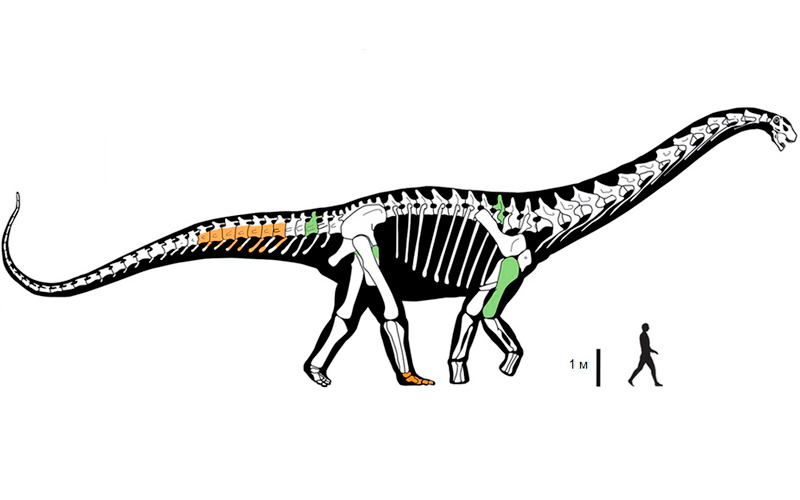 Реконструированный скелет и силуэт тела динозавра