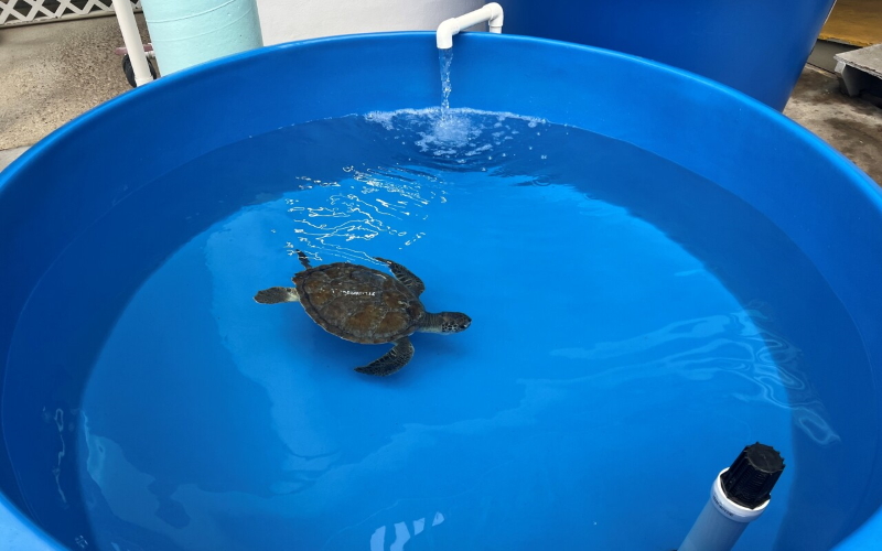 Черепаха плавает в одном из самых солнечных резервуаров, использованных в исследовании.