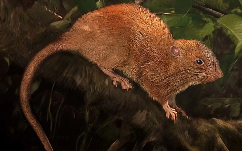 Художественная интерпретация недавно открытого вида, гигантской крысы Вангуну (Uromys vika), который до сих пор был известен только по этим иллюстрациям.