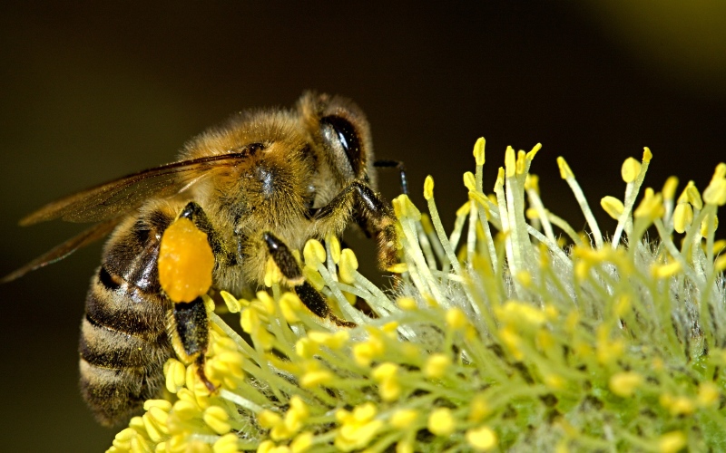 Пчела, собирающая пыльцу. На увеличенном изображении хорошо виден комок обножки на задней ноге пчелы.