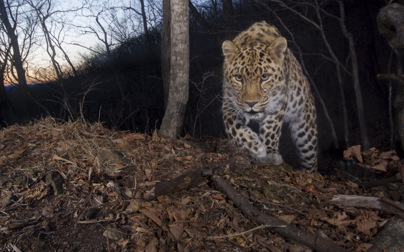Искусственный интеллект из Индии поможет в учете леопардов в Приморье.
