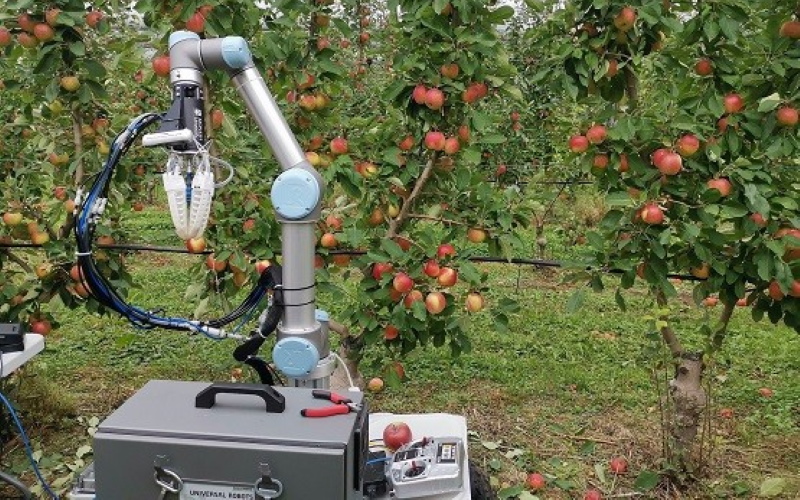 Робот-сборщик яблок, созданный исследователями из Университета Монаша, проходит испытания в полевых условиях.