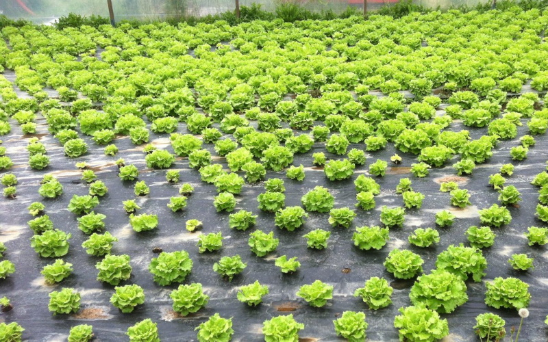 Урожай салата после «биодезинсекции» смесью жома / рапсового жмыха / навоза.