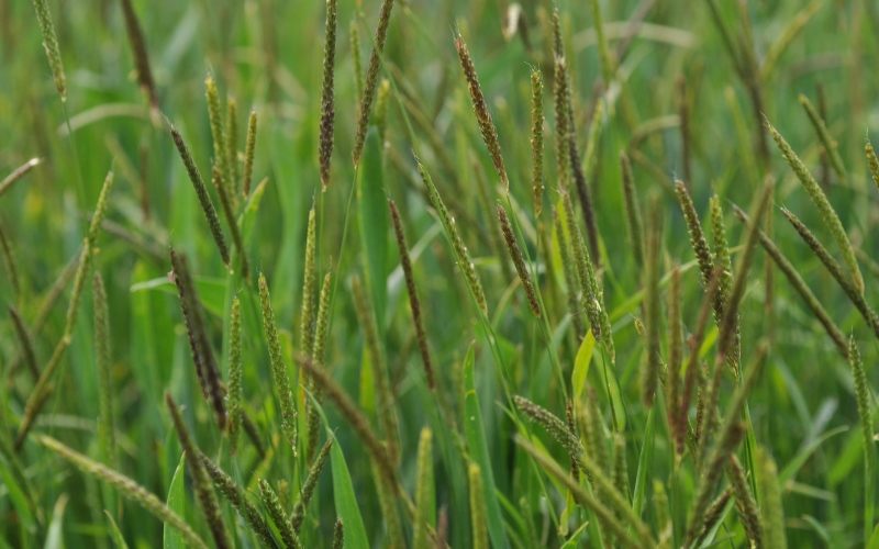 лисохвост мышехвостниковидный, широко распространенный сорняк с повышенной устойчивостью к гербицидам, представляет собой серьезную угрозу для зерновых культур.