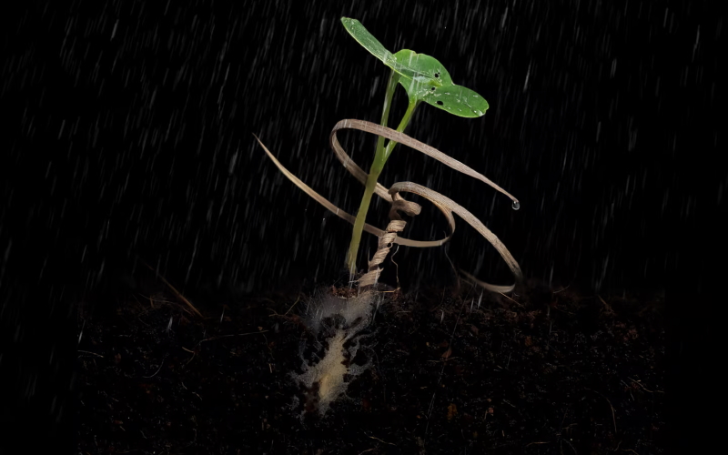 E-seed (на фото) был вдохновлен семенными стеблями растений рода Erodium.