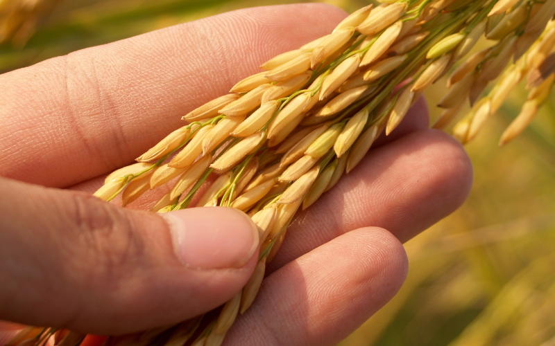 Генетически модифицированный рис cможет помочь снизить кровяное давление.