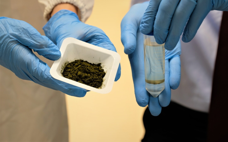 Порошкообразные микроводоросли, которые были промыты, высушены и обработаны метанолом (слева), рядом с флаконом масла, произведенного водорослями.