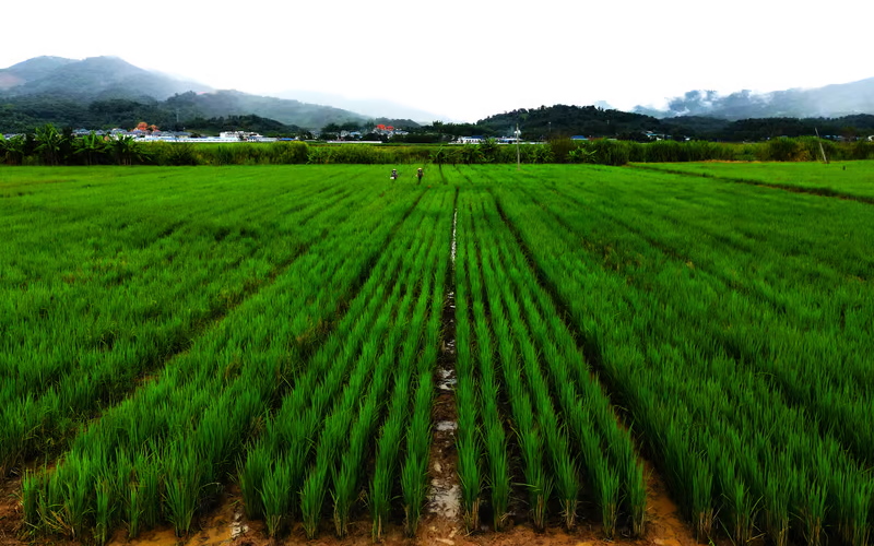 Урожай многолетнего риса сорта PR25 на ферме в китайской провинции Юньнань