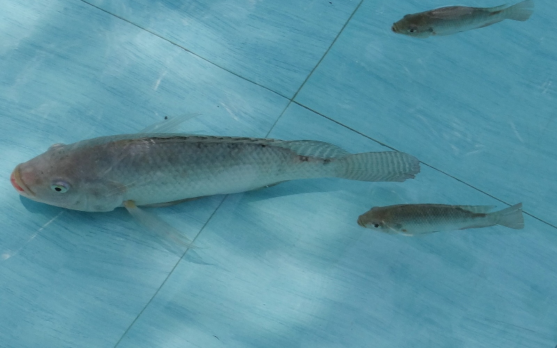 Нильская тиляпия (лат. Oreochromis niloticus) - одна из наиболее часто выращиваемых рыб в мире.