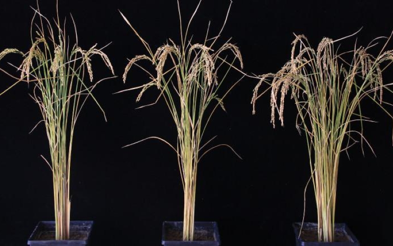 Рисовое растение, РНК которого изменили (справа), дает на 50 процентов больше риса по сравнению с немодифицированными рисовыми растениями (слева, в центре).