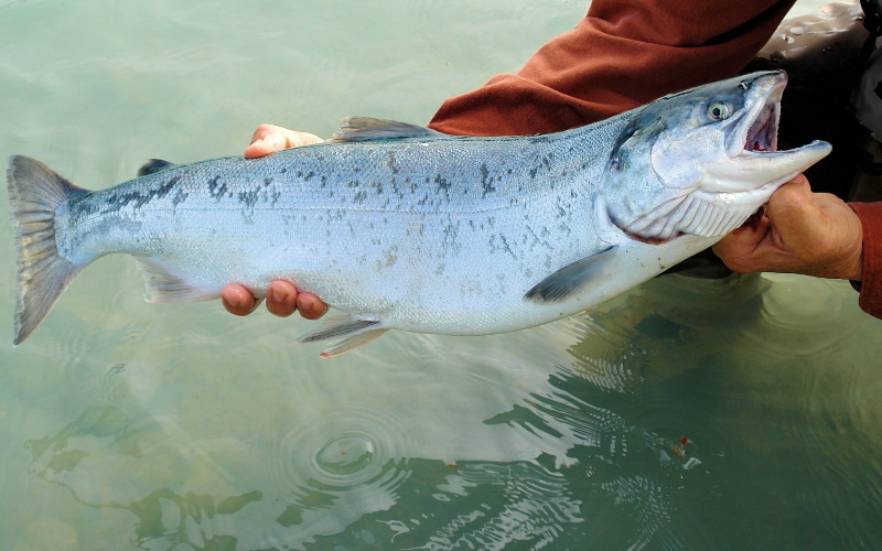Коммерческий корм для лосося содержит рыбий жир и рыбную муку, которые получают из выловленной в дикой природе рыбы, такой как сардины и анчоусы.