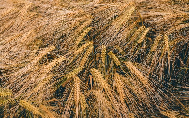 Пшеница содержится во многих пищевых продуктах, что делает жизнь трудной для людей с целиакией.
