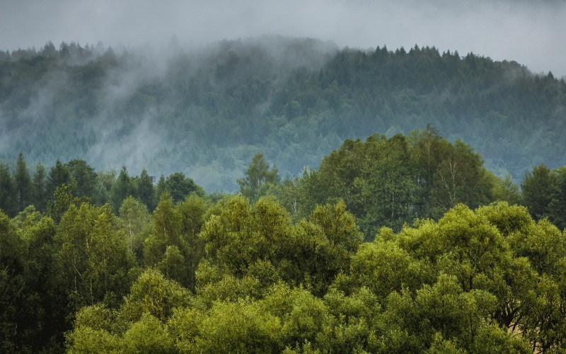 Посадка дополнительных деревьев увеличит количество осадков по всей Европе.