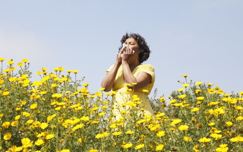 Пыльце нравится жара. С потеплением климата можно ожидать ухудшения сезонов аллергии.